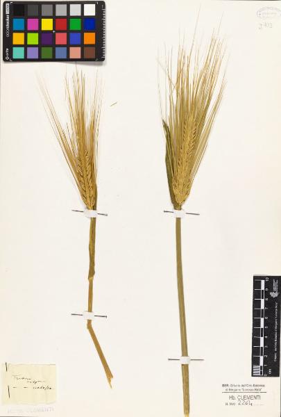 Triticum vulgare