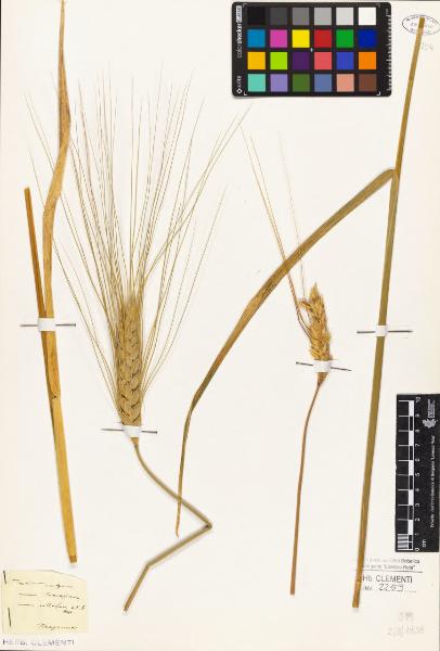 Triticum vulgare