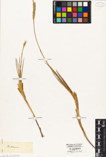 Triticum sp.