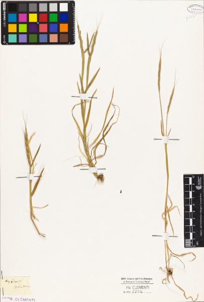 Aegilops cylindricum