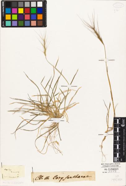 Aegilops triuncialis L.