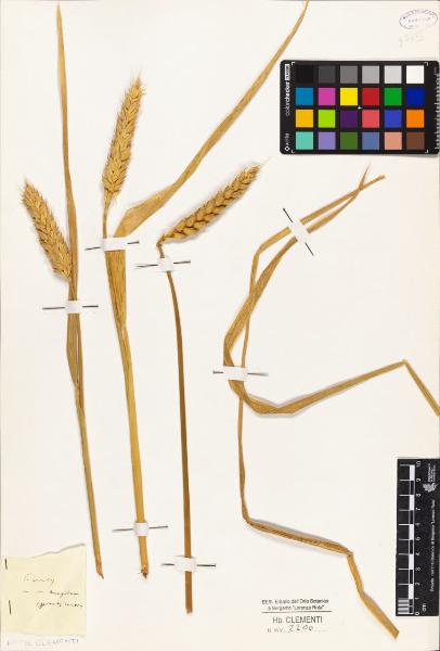 Triticum vulgare