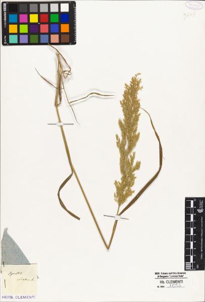 Agrostis sylvatica L.