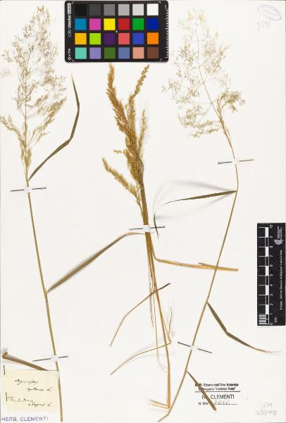 Agrostis capillaris L.