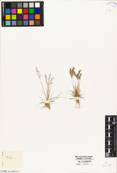 Agrostis alpina