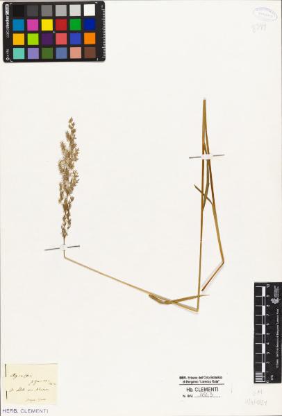 Agrostis gigantea Roth.