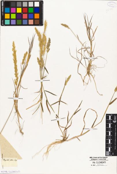 Agrostis alba Linn.