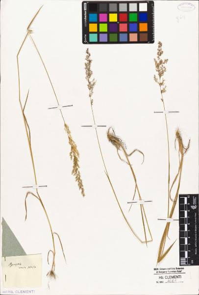 Agrostis varia Host