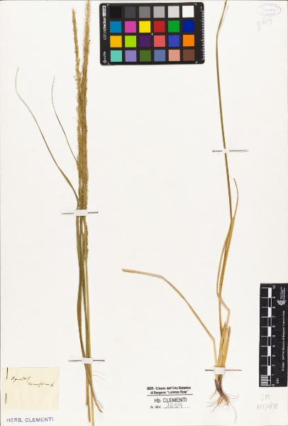 Agrostis tenuissima L.