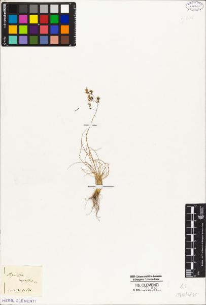 Agrostis rupestris P.