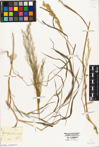 Agrostis spica-venti !(!sta per L.?)