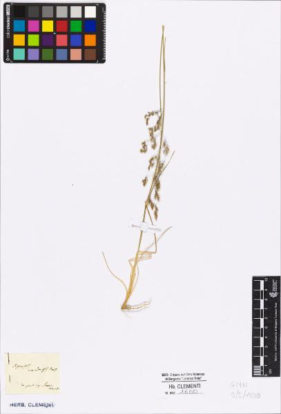 Agrostis nevadensis Boiss.