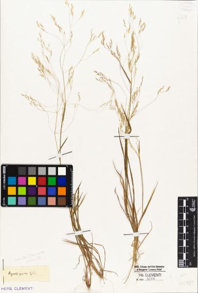 Agrostis pumila ..S.