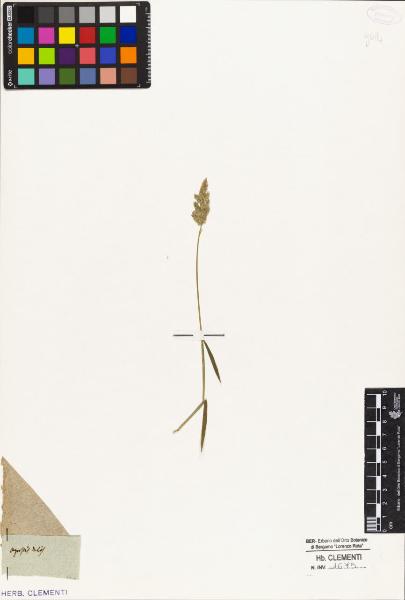 Agrostis dulcis