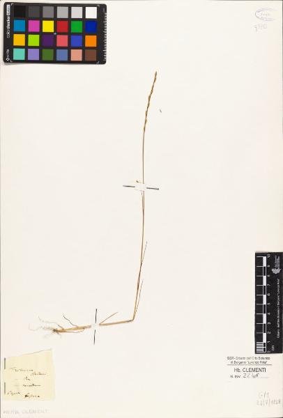 Triticum halleri