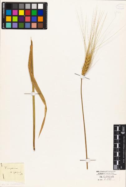 Triticum aestivum