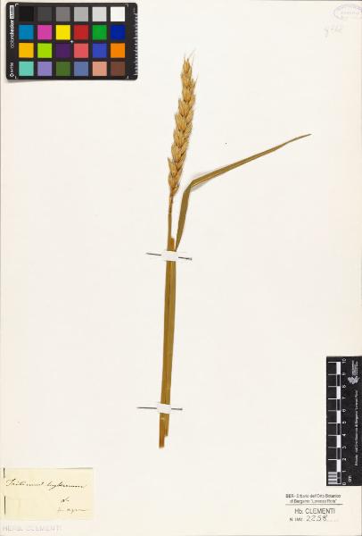 Triticum hybernum L.