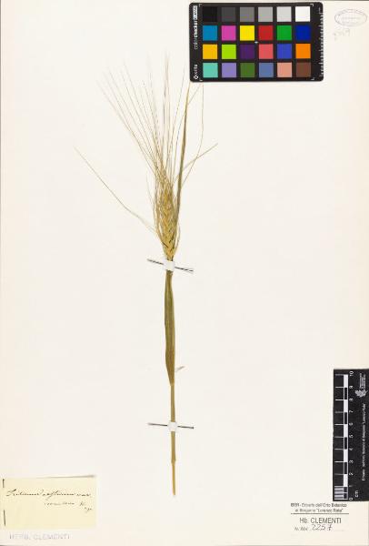 Triticum aestivum