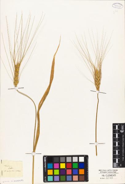 Triticum spelta