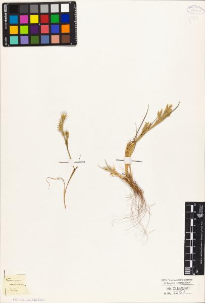 Triticum maritimum