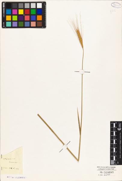 Triticum monococcum