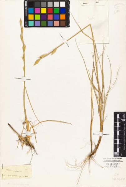 Triticum junceum