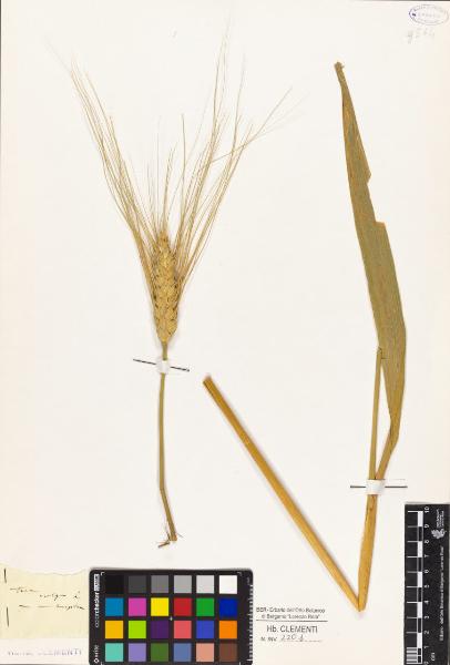 Triticum vulgare L