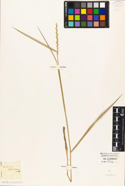 Triticum dasyanthum Ledeb.