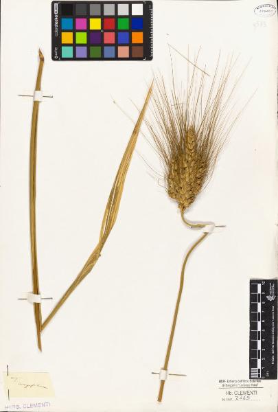 Triticum compositum