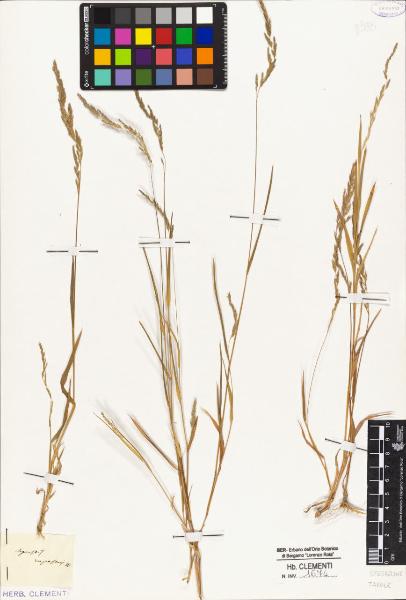 Agrostis rupestris W.