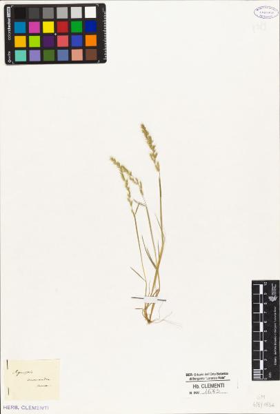 Agrostis monandra Hornem