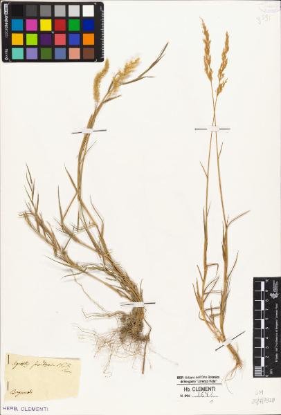 Agrostis frondosa Nob. Tenore