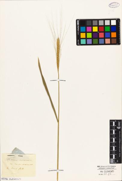 Triticum monococcum