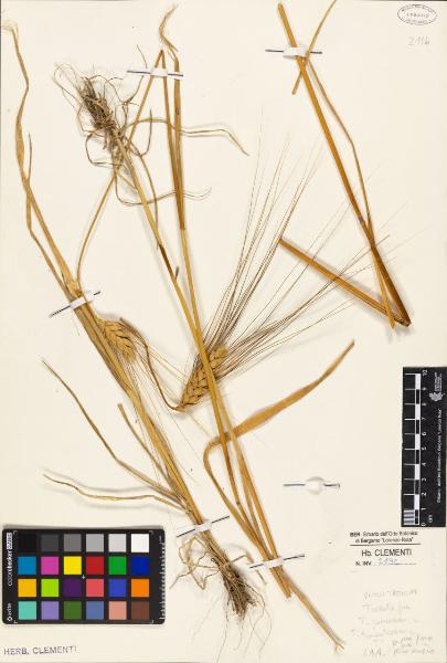 Triticum vulgare W.