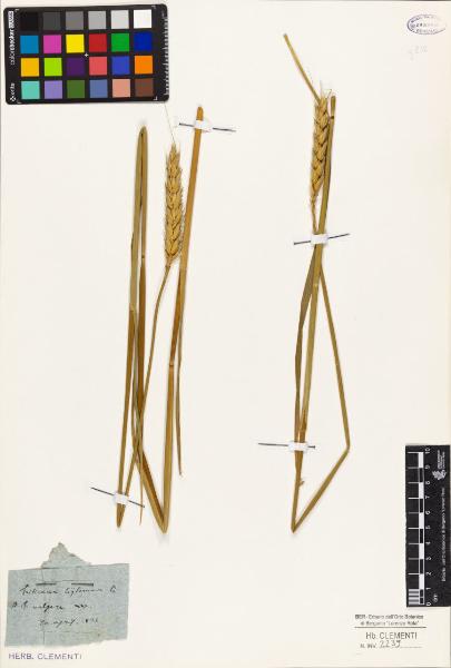 Triticum hibernum L.