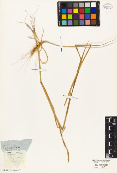 Triticum turgidum