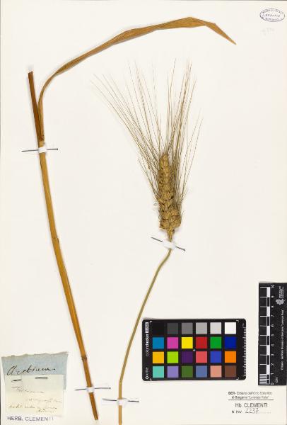 Triticum compositum