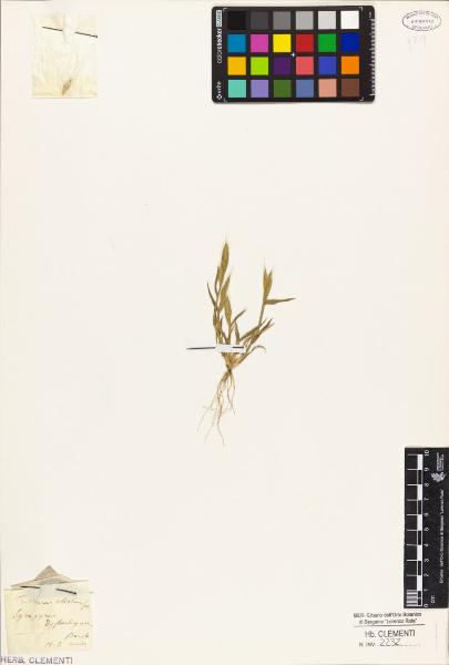 Triticum ciliatum