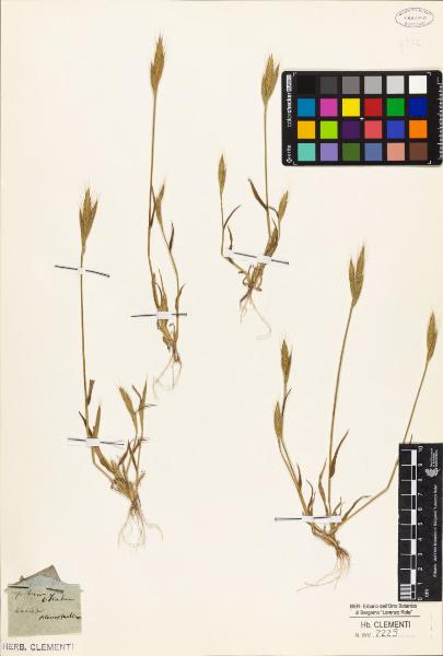 Triticum ciliatum