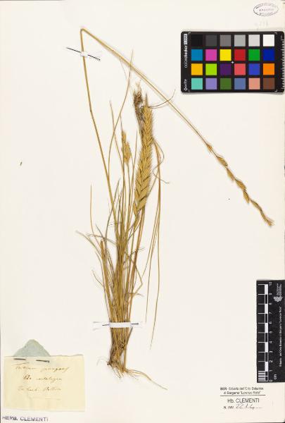 Triticum pungens