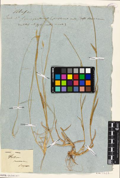 Triticum (ramosum?) ?