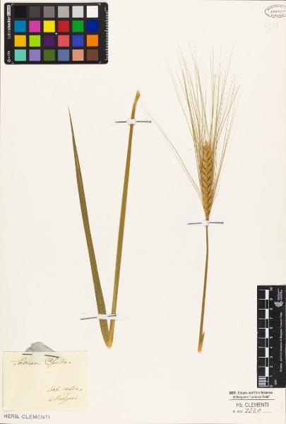 Triticum spelta