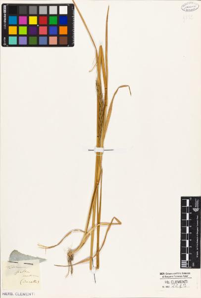 Triticum spelta