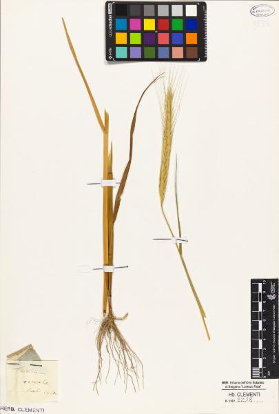 Triticum cereale