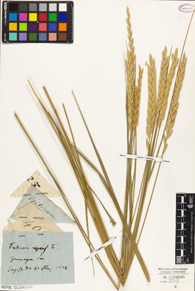 Triticum repens L.