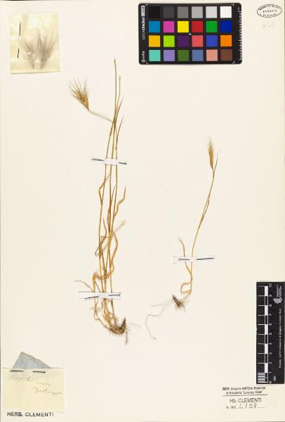 Aegilops ovata