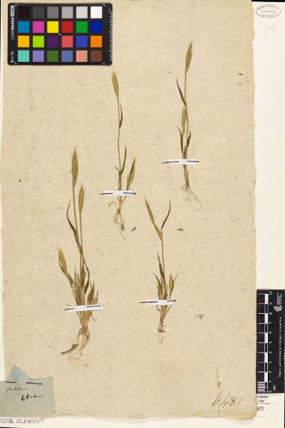 Triticum ciliatum