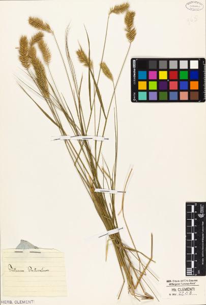 Triticum pectinatum