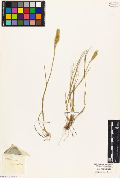 Triticum cristatum