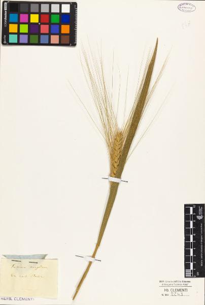 Triticum turgidum